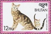 Oriental Tabby Shorthair (Felis silvestris catus)