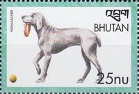 Weimaraner (Canis lupus familiaris)