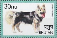 German Shepherd (Canis lupus familiaris)