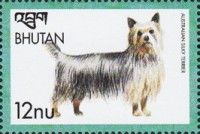 Australian Silky Terrier (Canis lupus familiaris)