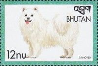 Samoyed (Canis lupus familiaris)