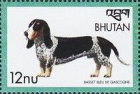 Basset bleu de Gascogne (Canis lupus familiaris)