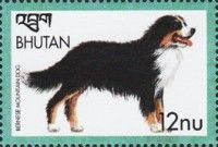 Bernese Mountain Dog (Canis lupus familiaris)