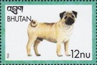 Pug (Canis lupus familiaris)