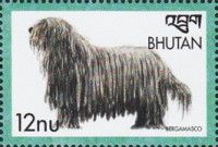 Bergamasco (Canis lupus familiaris)