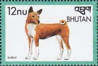 Basenji (Canis lupus familiaris)