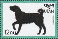 Wetterhound (Canis lupus familiaris)