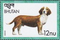 Drever (Canis lupus familiaris)
