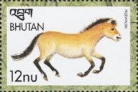 Przewalski's Horse (Equus ferus przewalskii)
