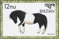 Shetland Pony (Equus ferus caballus)