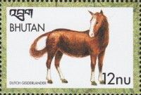Dutch Gelderlander (Equus ferus caballus)
