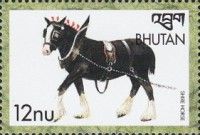 Shire Horse (Equus ferus caballus)