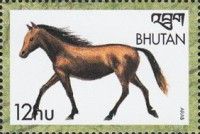 Arabian Horse (Equus ferus caballus)