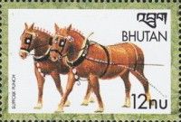Suffolk Punsch (Equus ferus caballus)