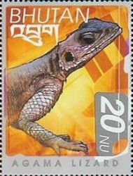 Red-headed Rock Agama (Agama agama)