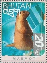 Himalayan Marmot (Marmota himalayana)