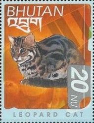 Leopard Cat (Prionailurus bengalensis)