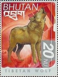 Tibetan Wolf (Canis lupus laniger)