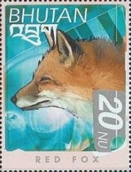 Red Fox (Vulpes vulpes)