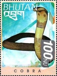 King Cobra (Ophiophagus hannah)
