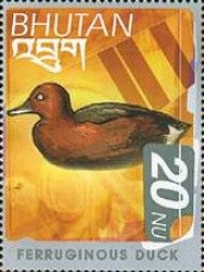 Ferruginous Duck (Aythya nyroca)