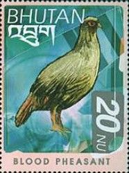 Blood Pheasant (Ithaginis cruentus)