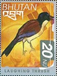 "Laughingthrush" (unidentified)