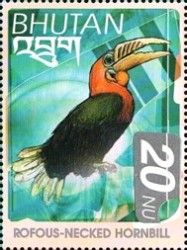 Rufous-necked Hornbill (Aceros nipalensis)