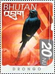 Black Drongo (Dicrurus macrocercus)