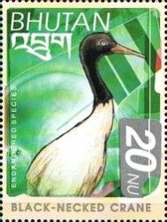 Black-necked Crane (Grus nigricollis)