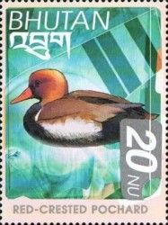 Red-crested Pochard (Netta rufina)