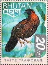 Satyr Tragopan (Tragopan satyra)