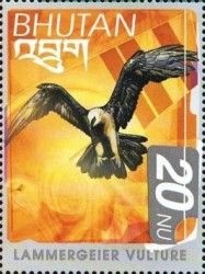 Bearded Vulture (Gypaetus barbatus)