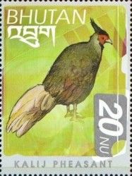 Kalij Pheasant (Lophura leucomelanos)