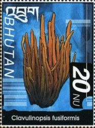 Clavulinopsis fusiformis