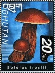 Boletus frostii