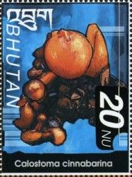 Calostoma cinnabarina