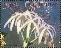 Crinum amoenum