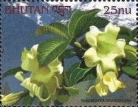 Beaumontia grandiflora