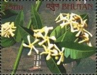 Trachelospermum lucidum
