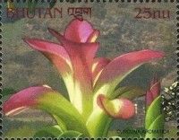 Curcuma aromatica