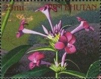 Barleria cristata