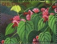 Holmskioldia sanguinea
