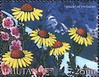 Tanacetum atkinsonii