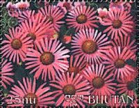 Aster stracheyi