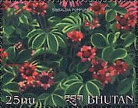 Sibbaldia purpurea