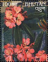 Rhododendron arboreum