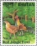 Red Junglefowl (Gallus gallus)
