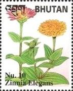 Common Zinnia (Zinnia elegans)