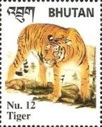 Tiger (Panthera tigris)